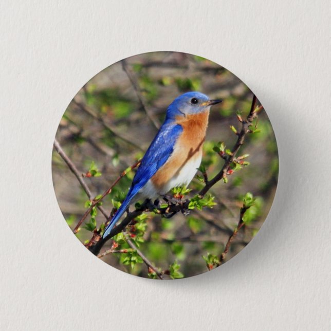 Eastern Bluebird Button (Front)