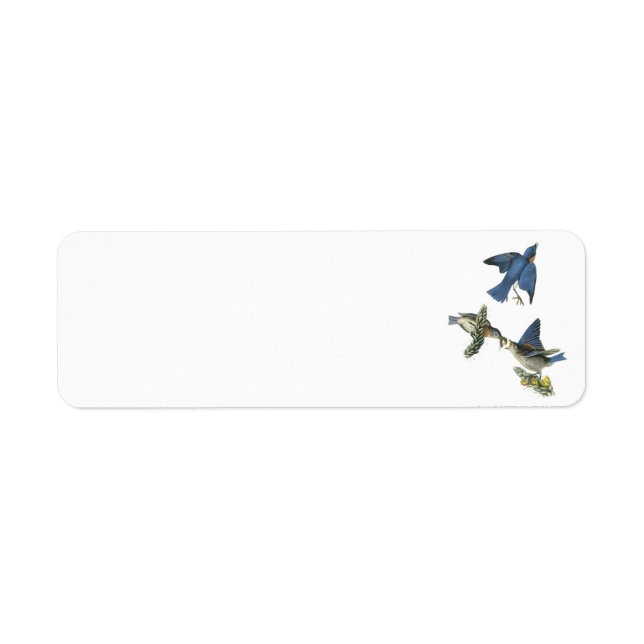 Eastern Bluebird by Audubon (Front)