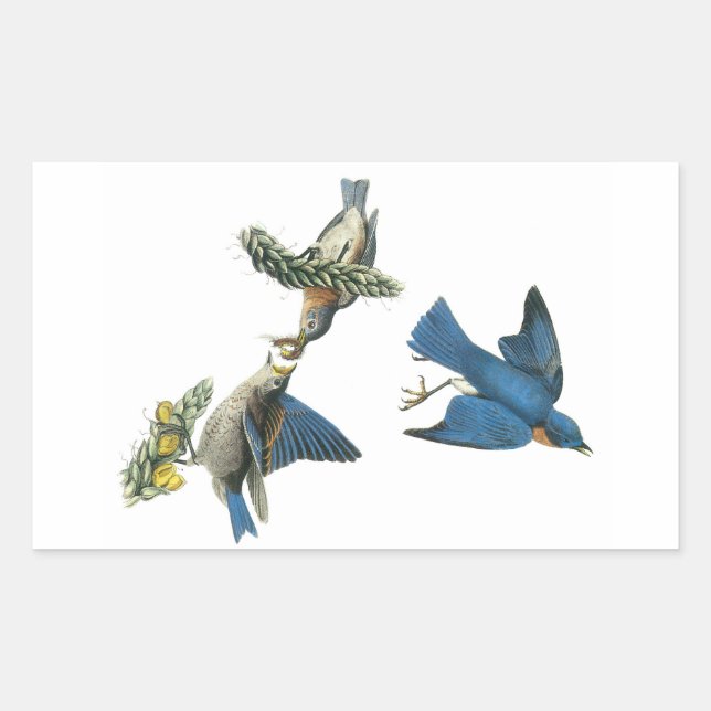 Eastern Bluebird by Audubon Rectangular Sticker (Front)
