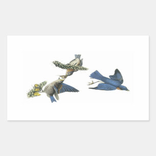 Eastern Bluebird by Audubon Rectangular Sticker