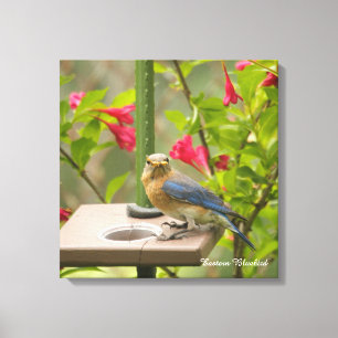 Eastern Bluebird Canvas Print