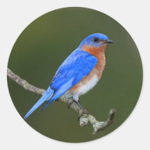 Eastern Bluebird