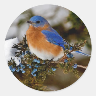 Eastern Bluebird Classic Round Sticker