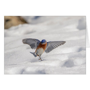 Eastern Bluebird dancing in the snow