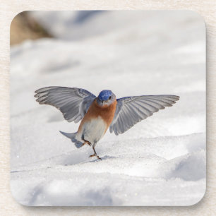 Eastern Bluebird dancing in the snow Coaster