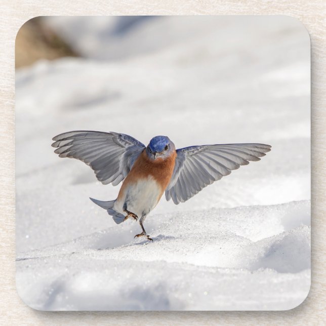 Eastern Bluebird dancing in the snow Coaster (Front)