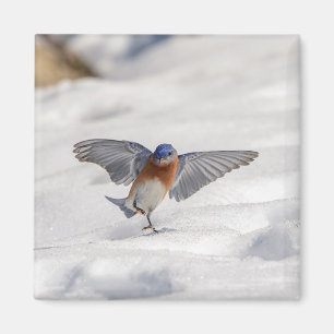 Eastern Bluebird dancing in the snow Magnet