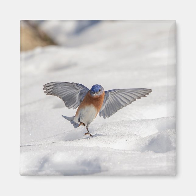 Eastern Bluebird dancing in the snow Magnet (Front)