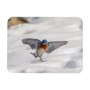 Eastern Bluebird dancing in the snow Magnet