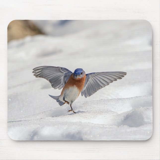 Eastern Bluebird dancing in the snow Mouse Pad (Front)