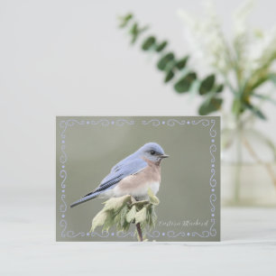 Eastern Bluebird Desaturated Postcard