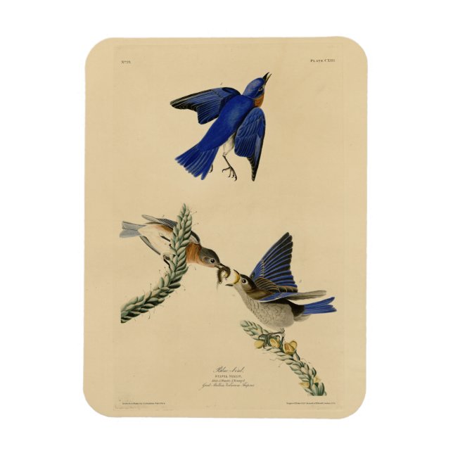 Eastern Bluebird from Audubon's Birds of America Magnet (Vertical)
