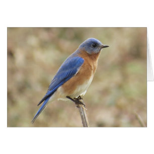 Eastern Bluebird Greeting Card