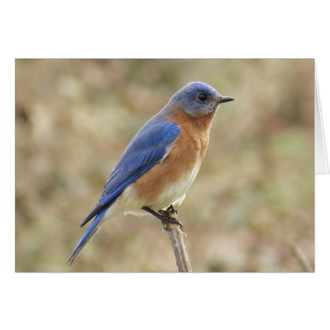 Eastern Bluebird Greeting Card (Front Horizontal)