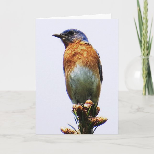 Eastern Bluebird Greeting Card (Front)