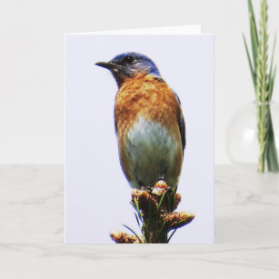 Eastern Bluebird Greeting Card