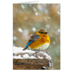Eastern Bluebird in Snow - Original Photograph