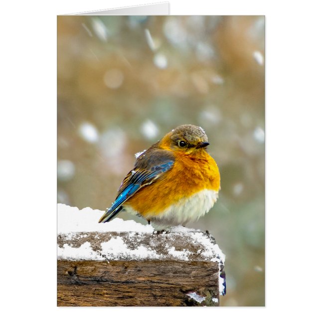 Eastern Bluebird in Snow - Original Photograph (Front)