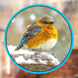 Eastern Bluebird in Snow - Original Photograph