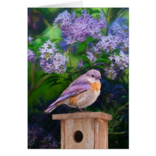 Eastern Bluebird in Snow - Original Photograph