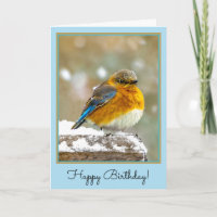 Eastern Bluebird in Snow - Original Photograph