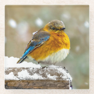 Eastern Bluebird in Snow - Original Photograph Glass Coaster