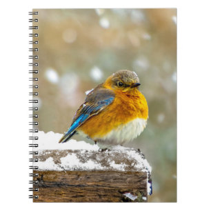 Eastern Bluebird in Snow - Original Photograph Notebook
