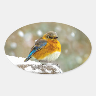 Eastern Bluebird in Snow - Original Photograph Oval Sticker