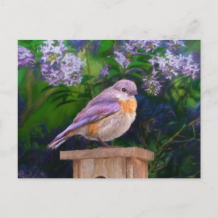 Eastern Bluebird in Snow - Original Photograph Postcard