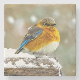 Eastern Bluebird in Snow - Original Photograph Stone Coaster