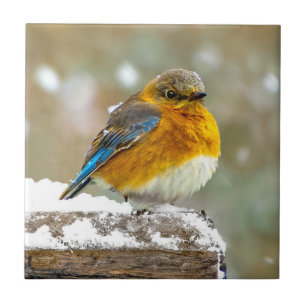 Eastern Bluebird in Snow - Original Photograph Tile