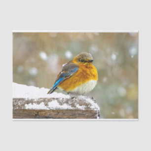 Eastern Bluebird in Snow - Original Photograph Tissue Paper