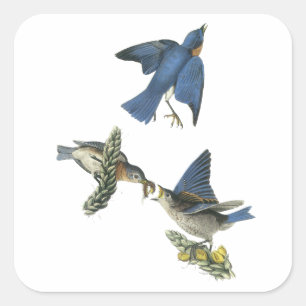 Eastern Bluebird, John Audubon Square Sticker