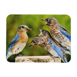 Eastern Bluebird Magnet