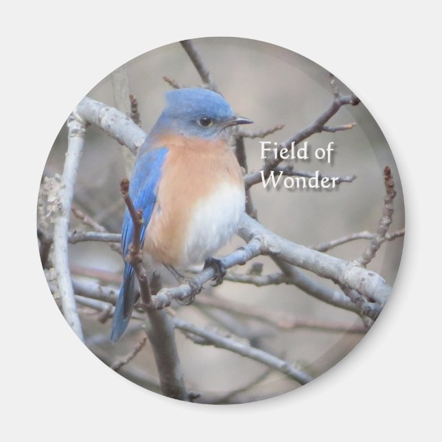 Eastern Bluebird magnet (Front)