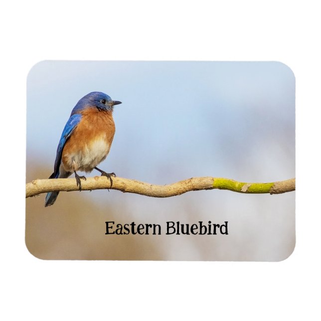 Eastern Bluebird Magnet (Horizontal)