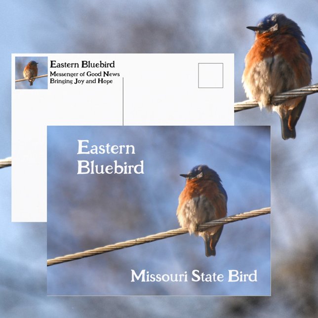 Eastern Bluebird Missouri State Bird Photographic Postcard (Creator Uploaded)