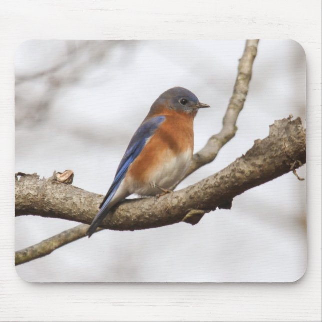 Eastern Bluebird Mouse Pad (Front)