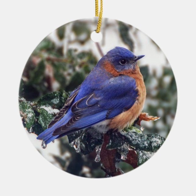 Eastern Bluebird on Holly Christmas Ornament (Front)