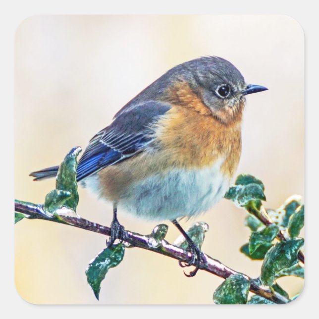 Eastern Bluebird on Ice Covered Limb Sticker (Front)