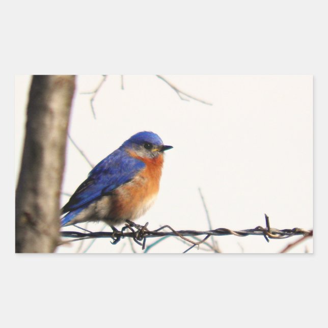 Eastern Bluebird Photo Rectangular Sticker (Front)