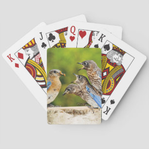 Eastern Bluebird Playing Cards