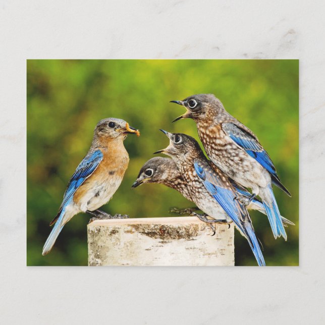 Eastern Bluebird Postcard (Front)