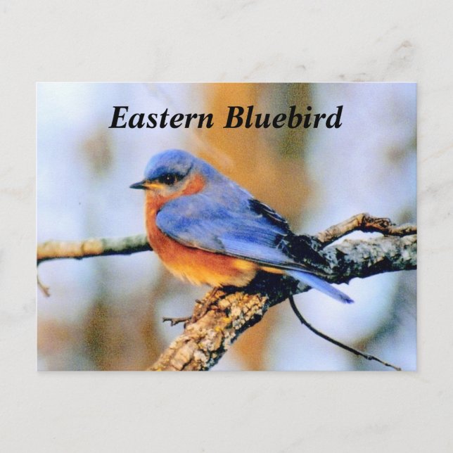 Eastern Bluebird Postcard (Front)