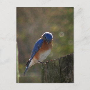 Eastern Bluebird Postcard