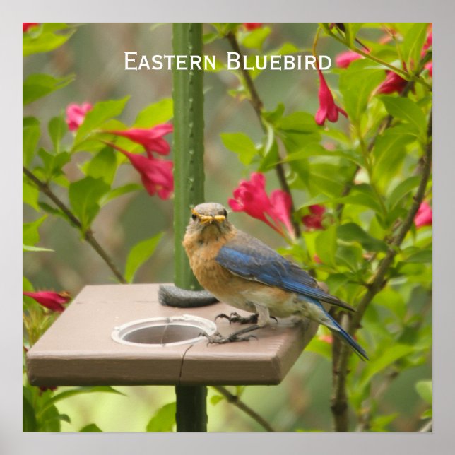 Eastern Bluebird Poster (Front)