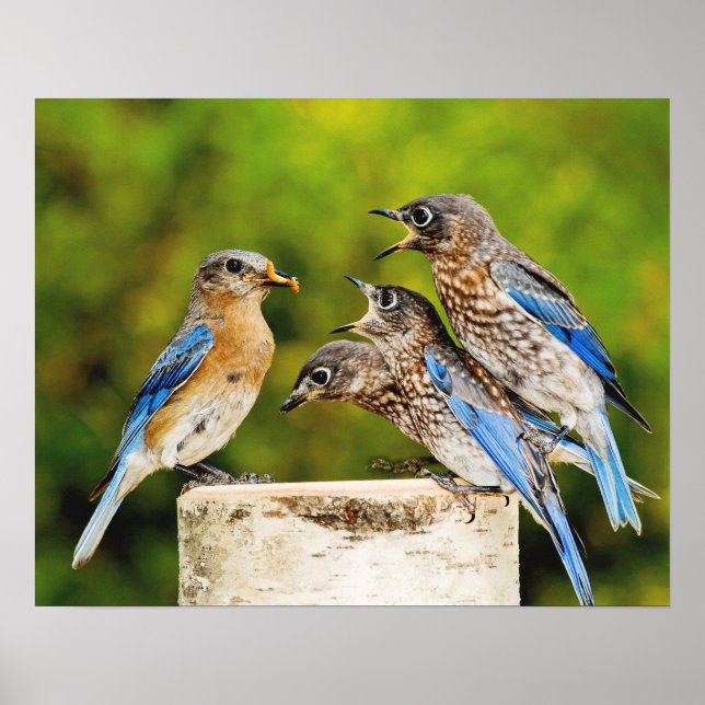 Eastern Bluebird Poster (Front)