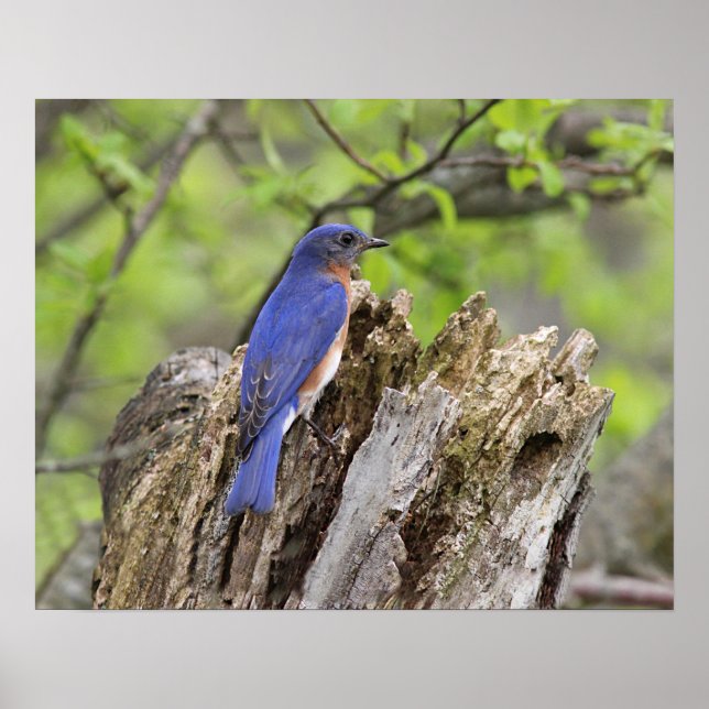Eastern Bluebird Poster (Front)