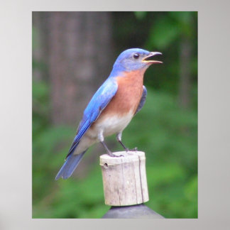 Eastern Bluebird Poster