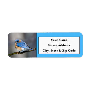 Eastern Bluebird Return Address Labels